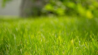 Image of healthy green grass